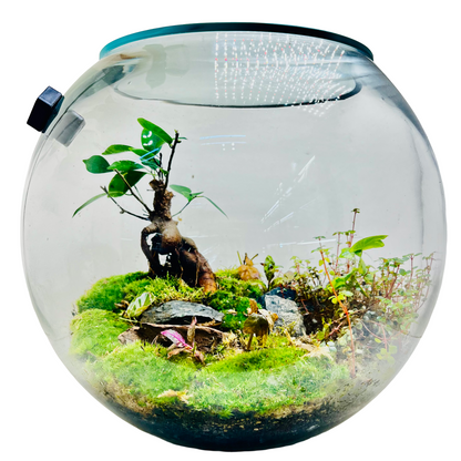 Elegant Terrarium with  Fern &amp; Plants A Miniature Green Paradise for Your Home or Office
