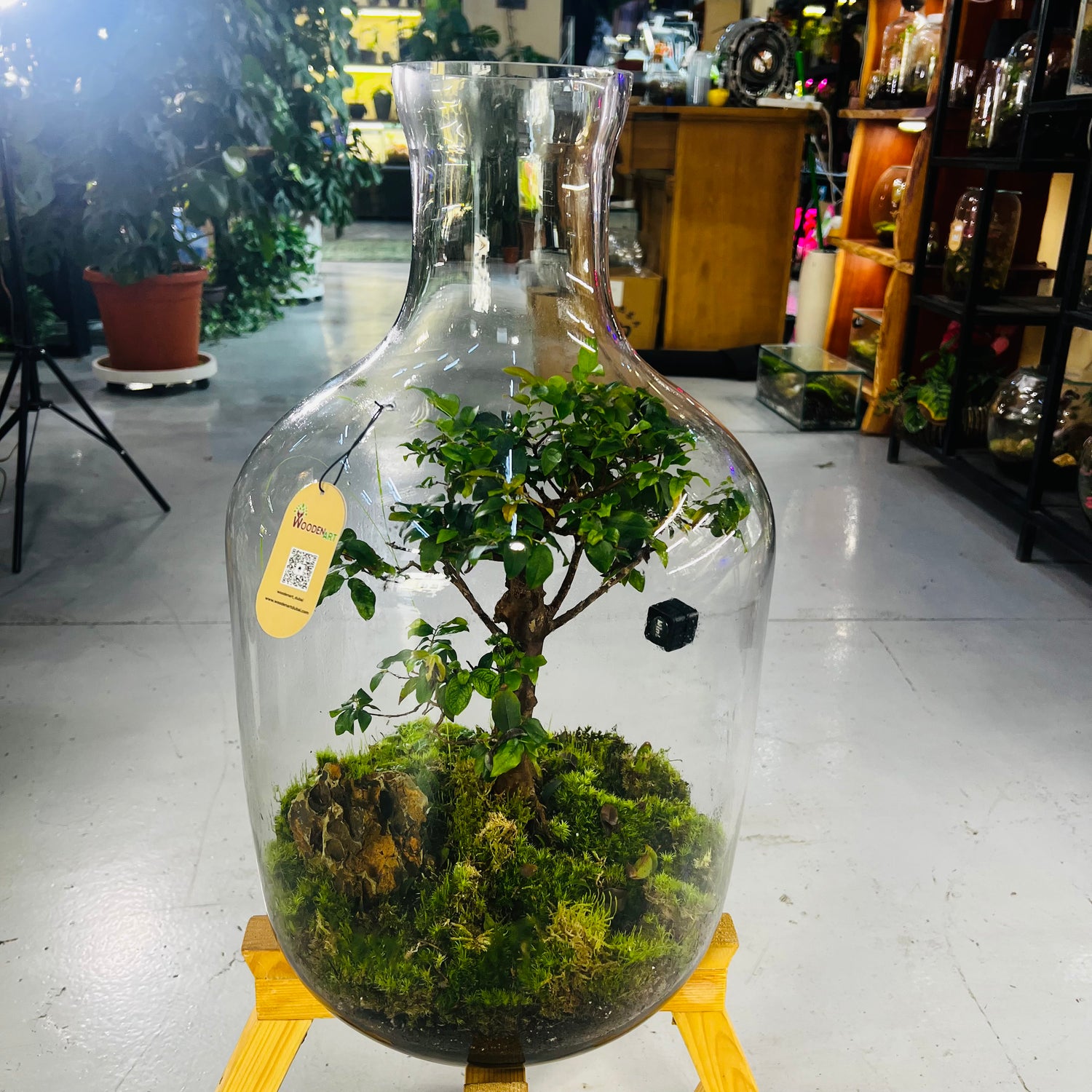 Handcrafted Glass Terrarium with 25-Year-Old Bonsai Luxury Nature Art for Modern Interiors