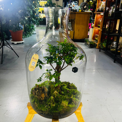 Handcrafted Glass Terrarium with 25-Year-Old Bonsai Luxury Nature Art for Modern Interiors