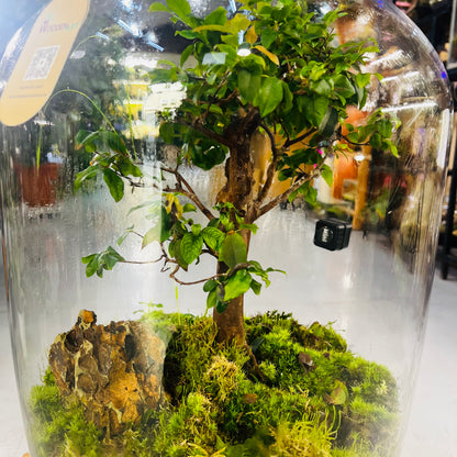 Handcrafted Glass Terrarium with 25-Year-Old Bonsai Luxury Nature Art for Modern Interiors