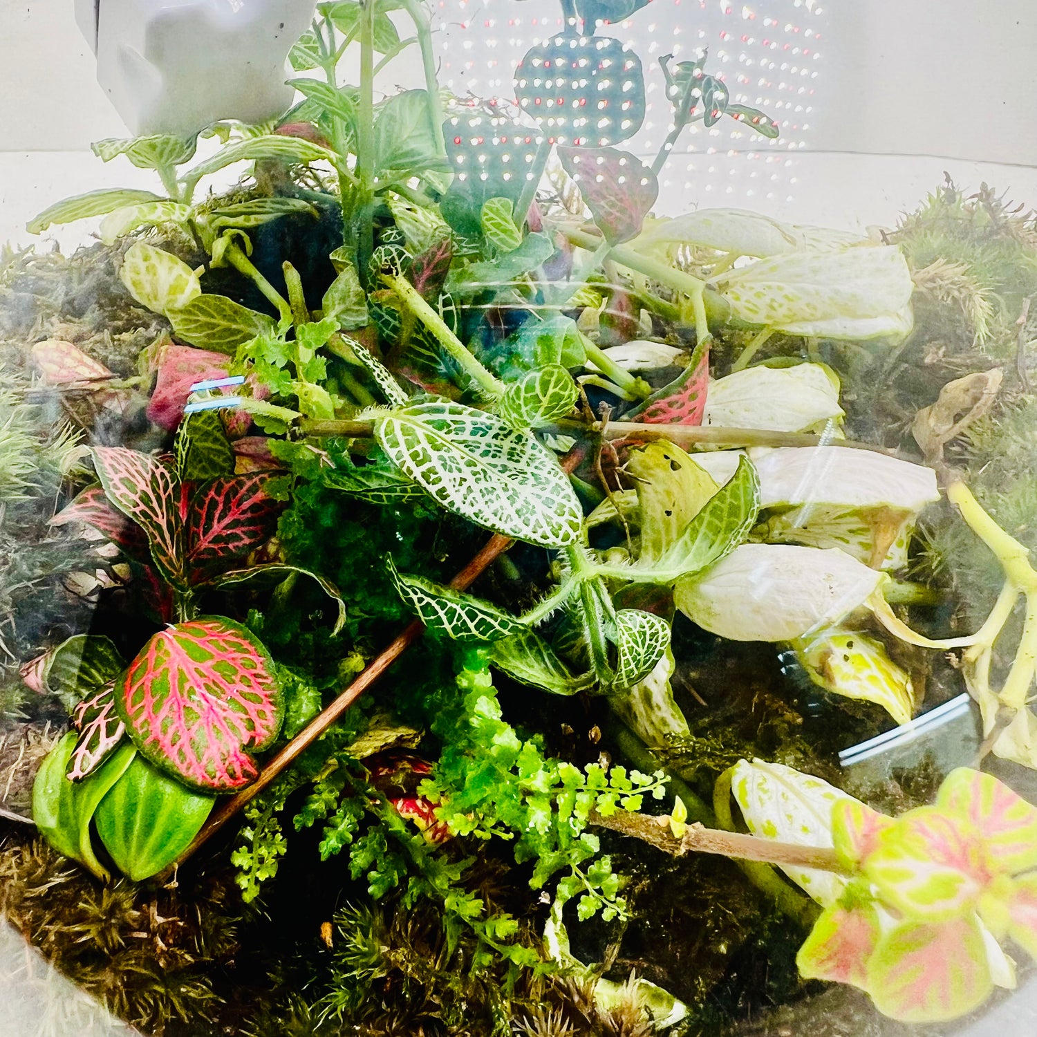 Glass  Terrarium  A Miniature Green World in A Mini Jar