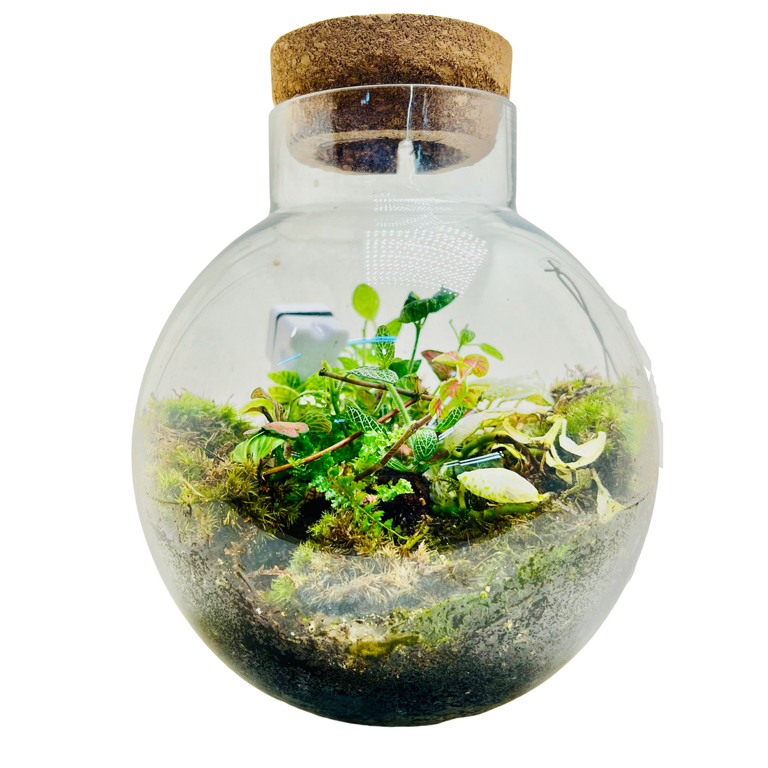 Glass  Terrarium  A Miniature Green World in A Mini Jar