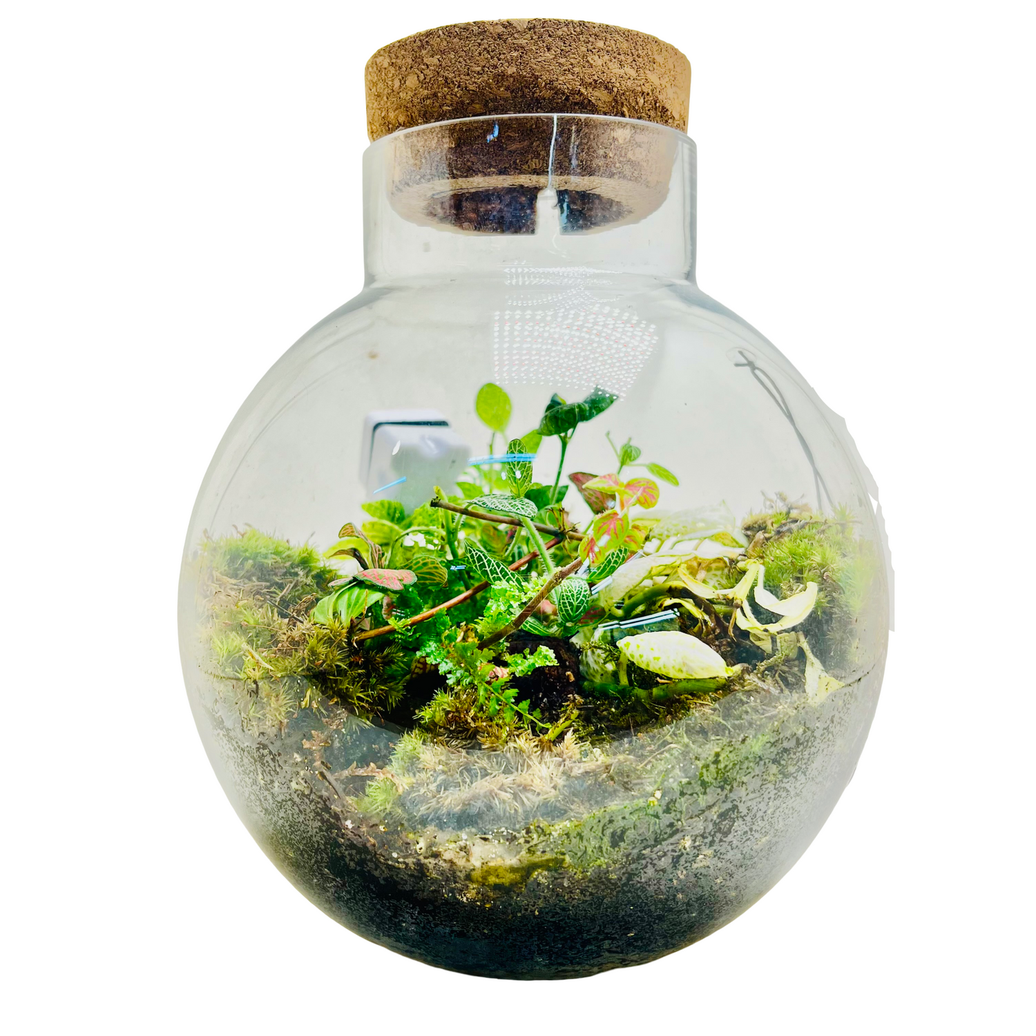 Glass  Terrarium  A Miniature Green World in A Mini Jar