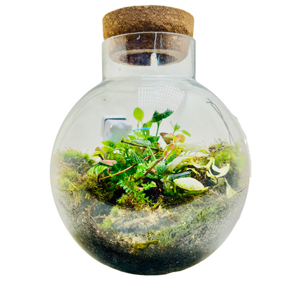 Glass  Terrarium  A Miniature Green World in A Mini Jar