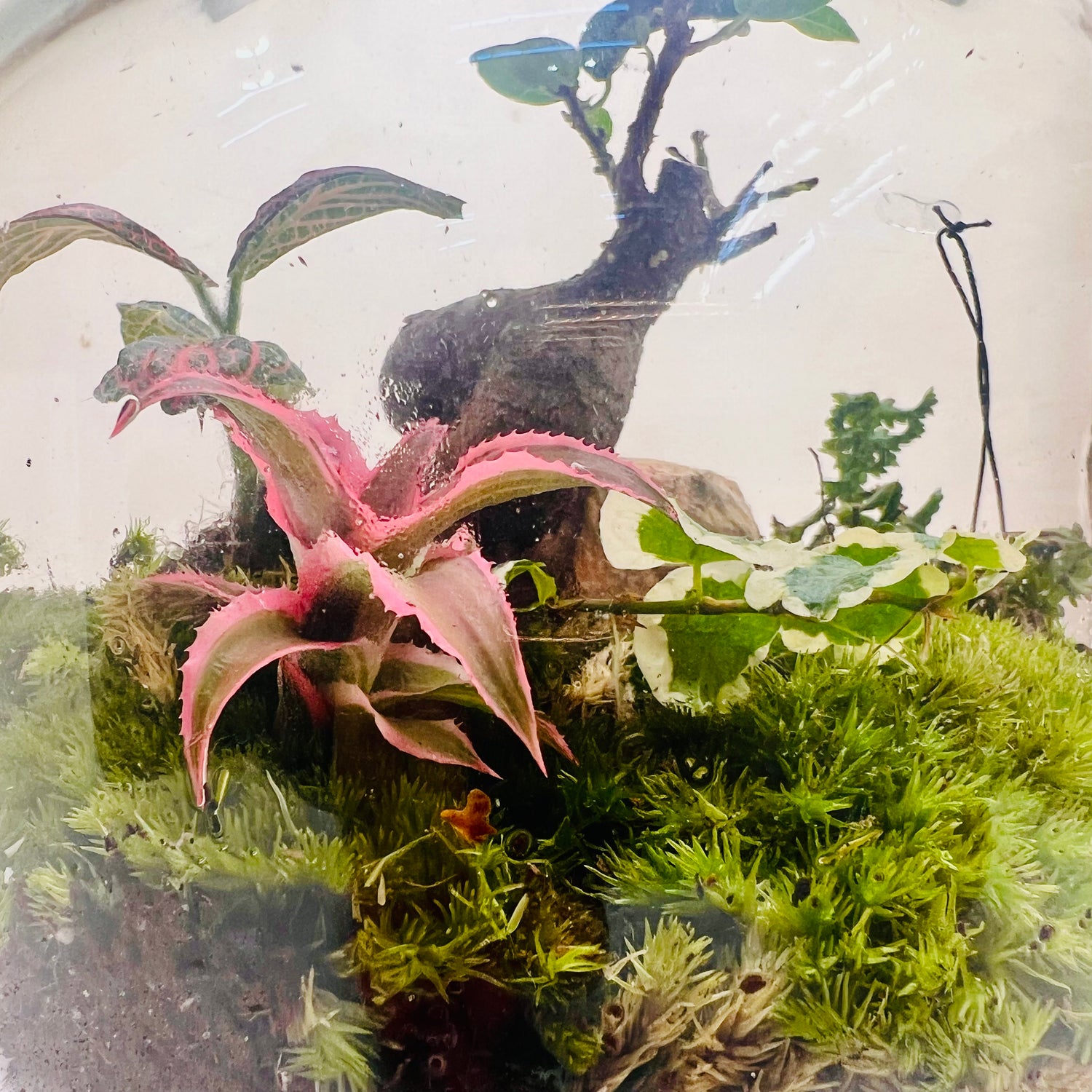 Harmony in Glass  Bonsai Terrarium with Natural Rocks &amp; Lush Moss