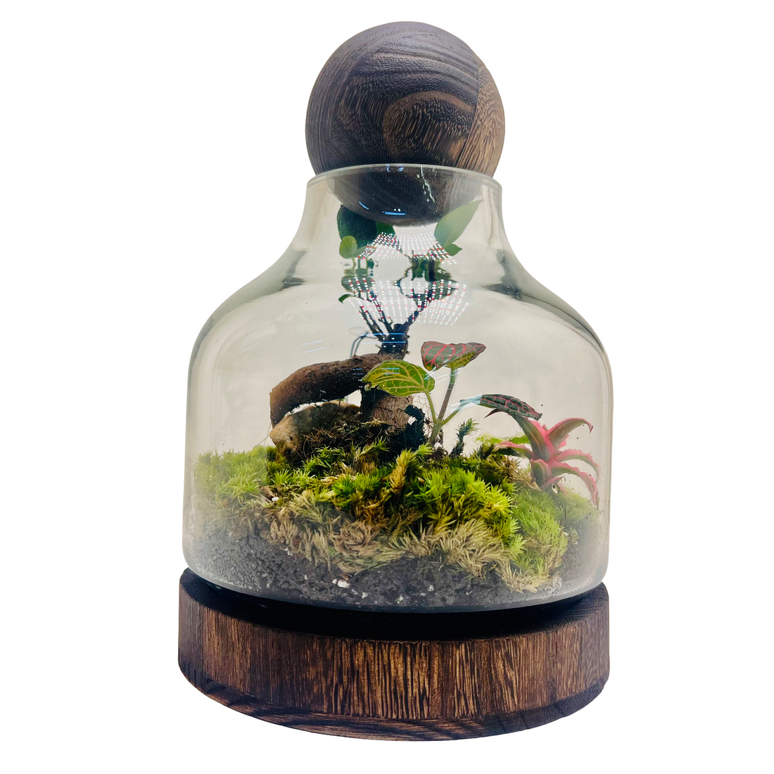 Harmony in Glass  Bonsai Terrarium with Natural Rocks &amp; Lush Moss