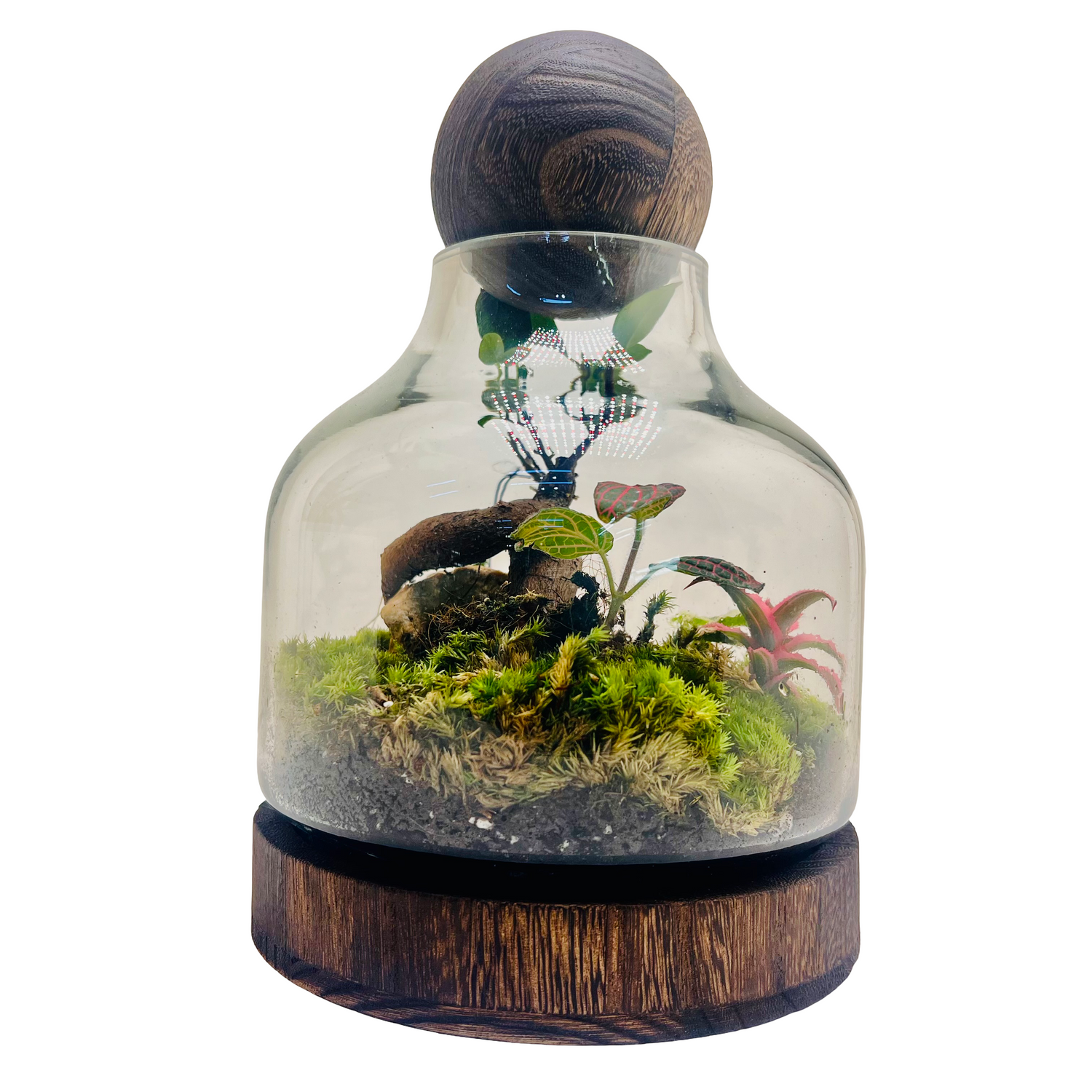 Harmony in Glass  Bonsai Terrarium with Natural Rocks &amp; Lush Moss