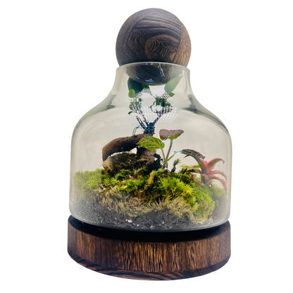 Harmony in Glass  Bonsai Terrarium with Natural Rocks &amp; Lush Moss