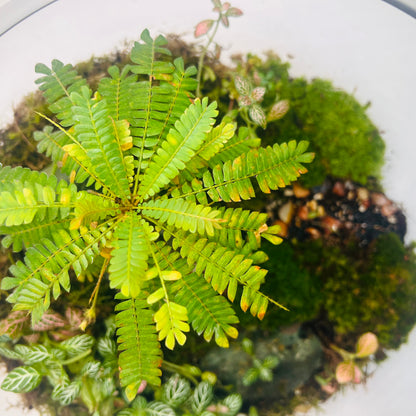 Miniature Paradise Terrarium A Peaceful Green World in Glass