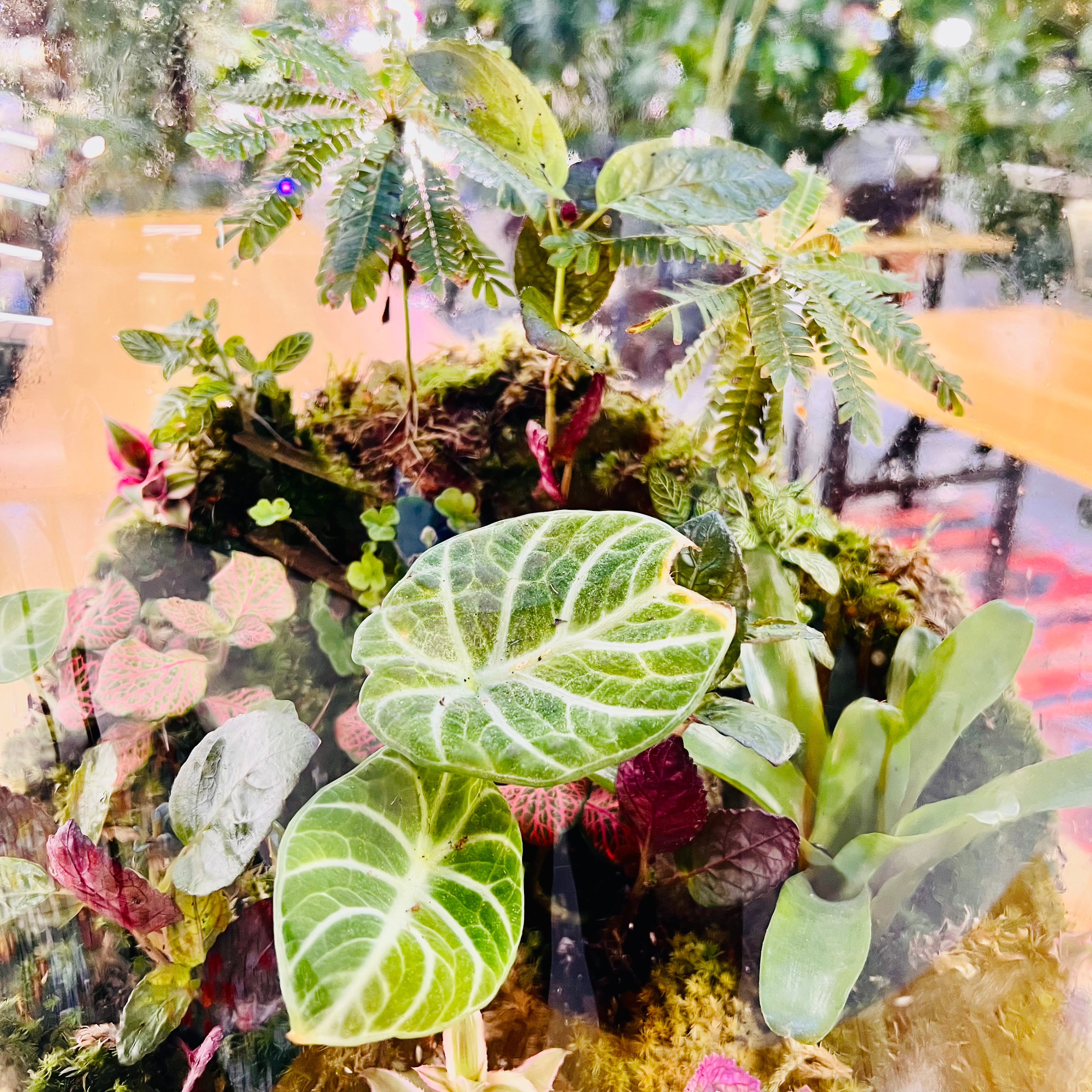 Grand Bottle Garden Terrarium Handcrafted Living Art with Tropical Plants &amp; Moss