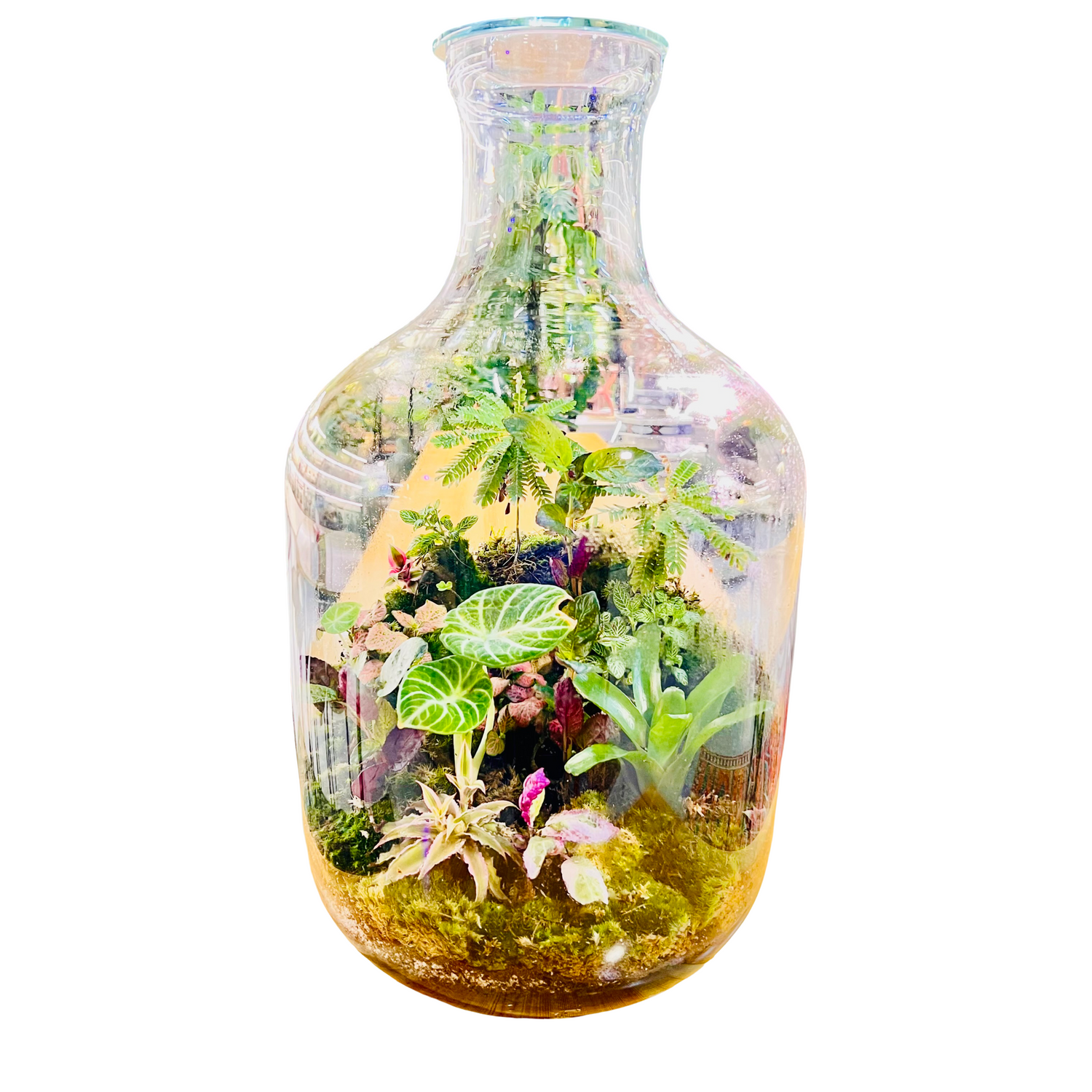 Grand Bottle Garden Terrarium Handcrafted Living Art with Tropical Plants &amp; Moss