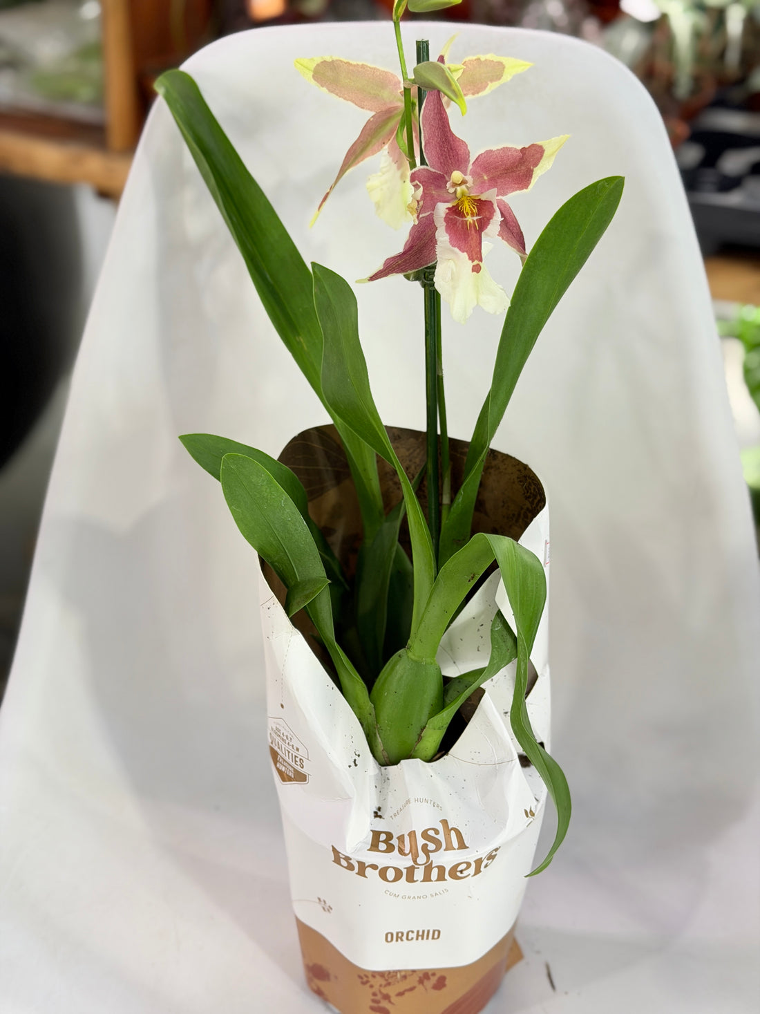 orchid camparia short
