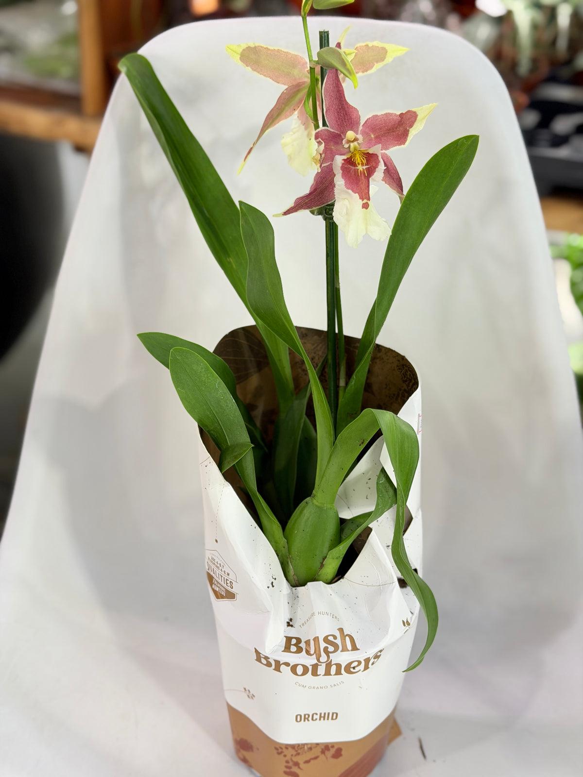 orchid camparia short