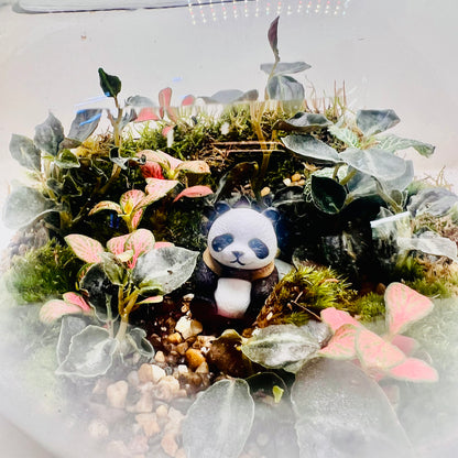 Mini Panda Forest Terrarium  A Peaceful Green World in Glass