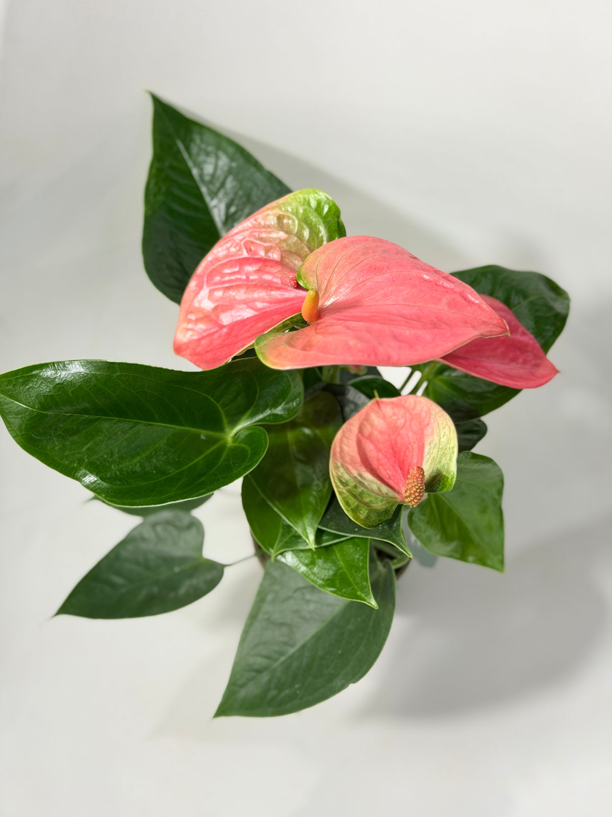 uniqe colore caladium