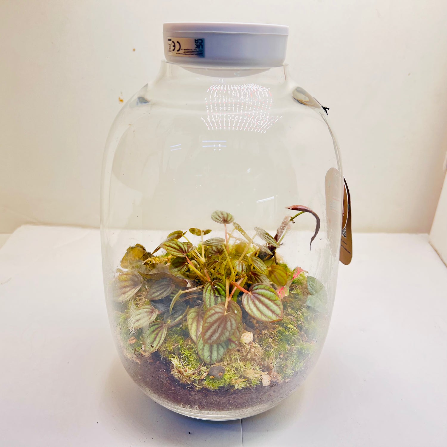 Jar Shaped Terrarium Peperomia Plant &amp; Moss Arrangement inside the Globe Glass