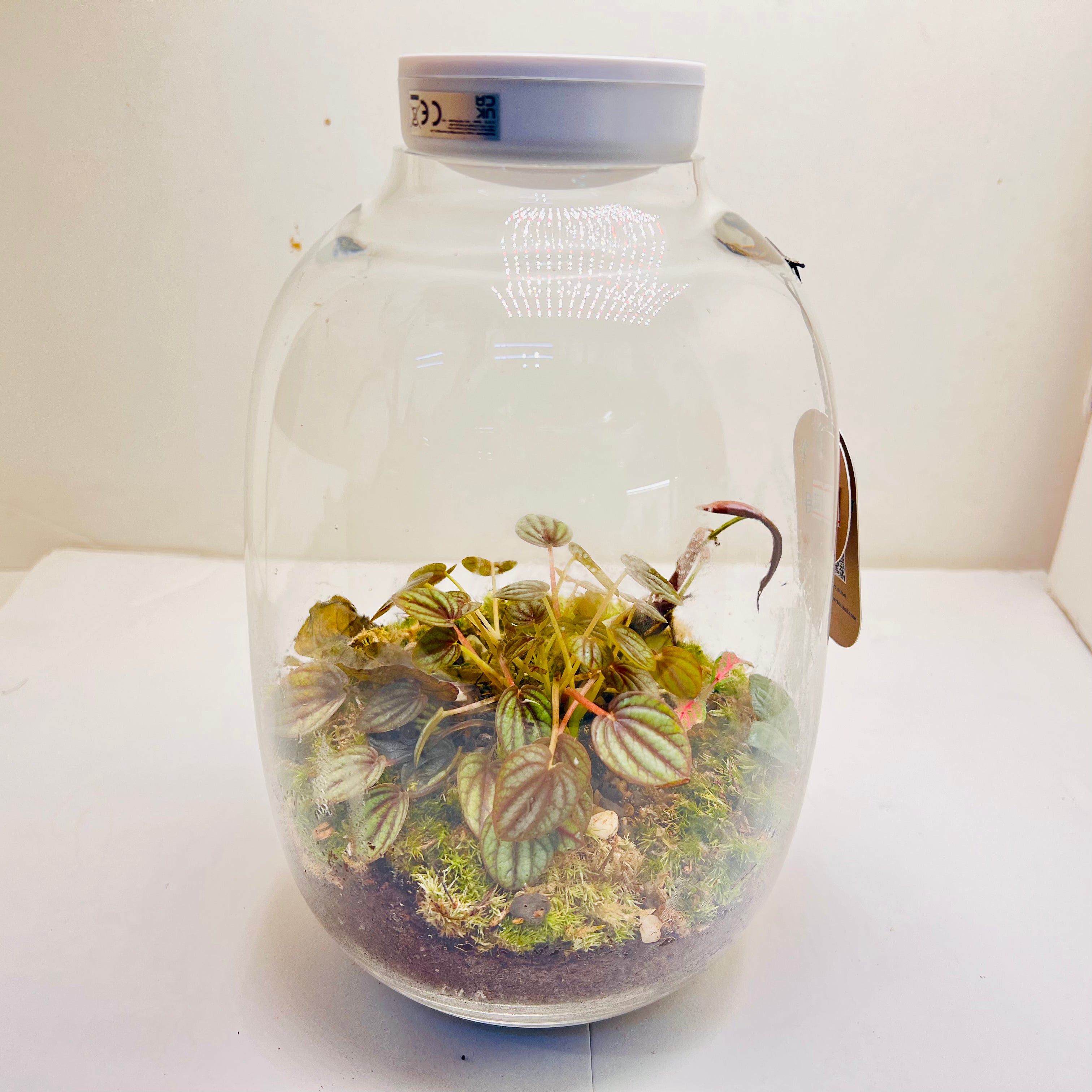 Jar Shaped Terrarium Peperomia Plant &amp; Moss Arrangement inside the Globe Glass