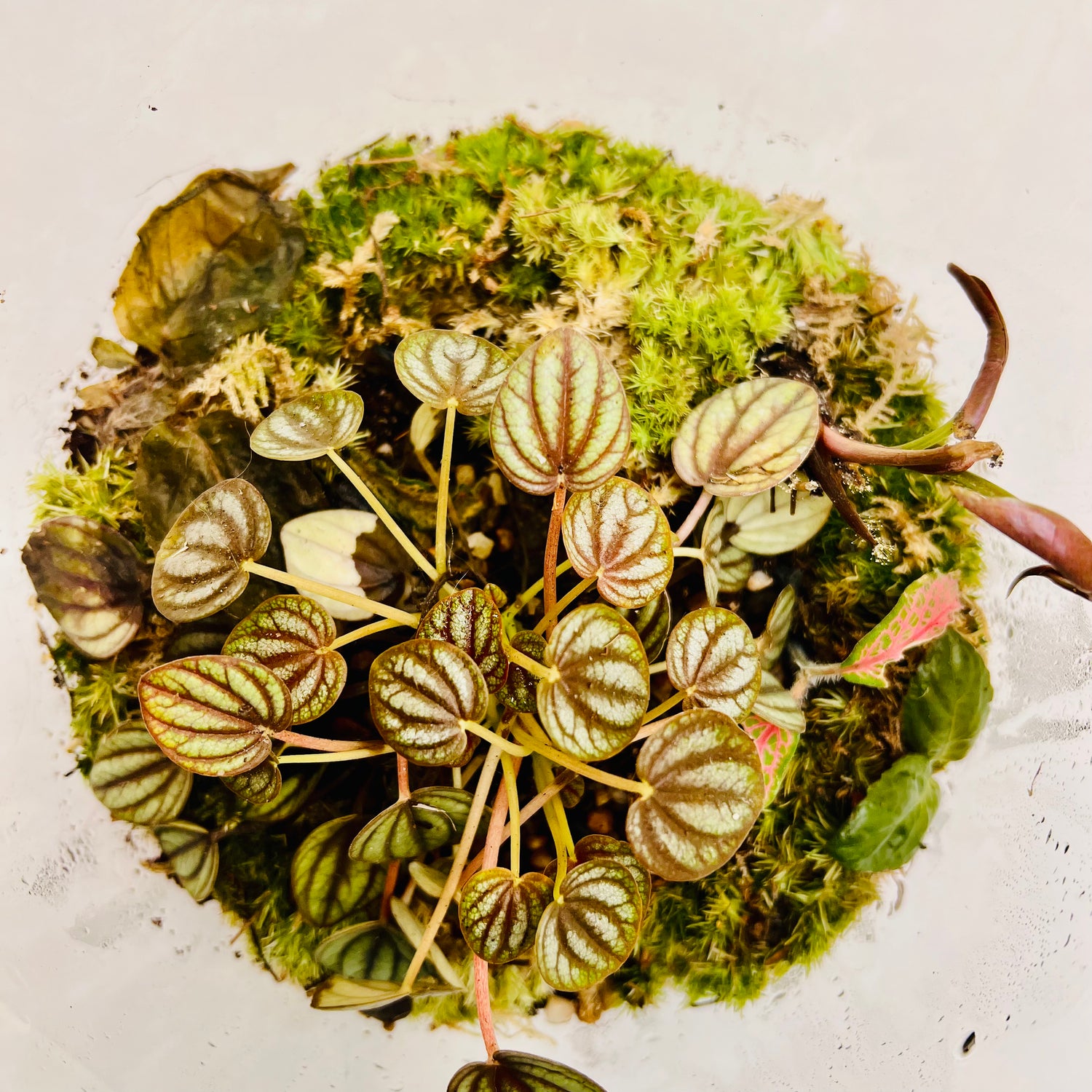 Jar Shaped Terrarium Peperomia Plant &amp; Moss Arrangement inside the Globe Glass