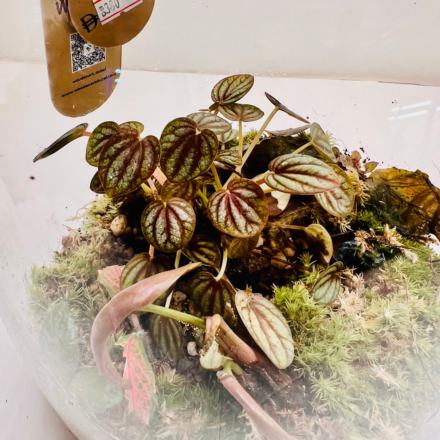 Jar Shaped Terrarium Peperomia Plant &amp; Moss Arrangement inside the Globe Glass