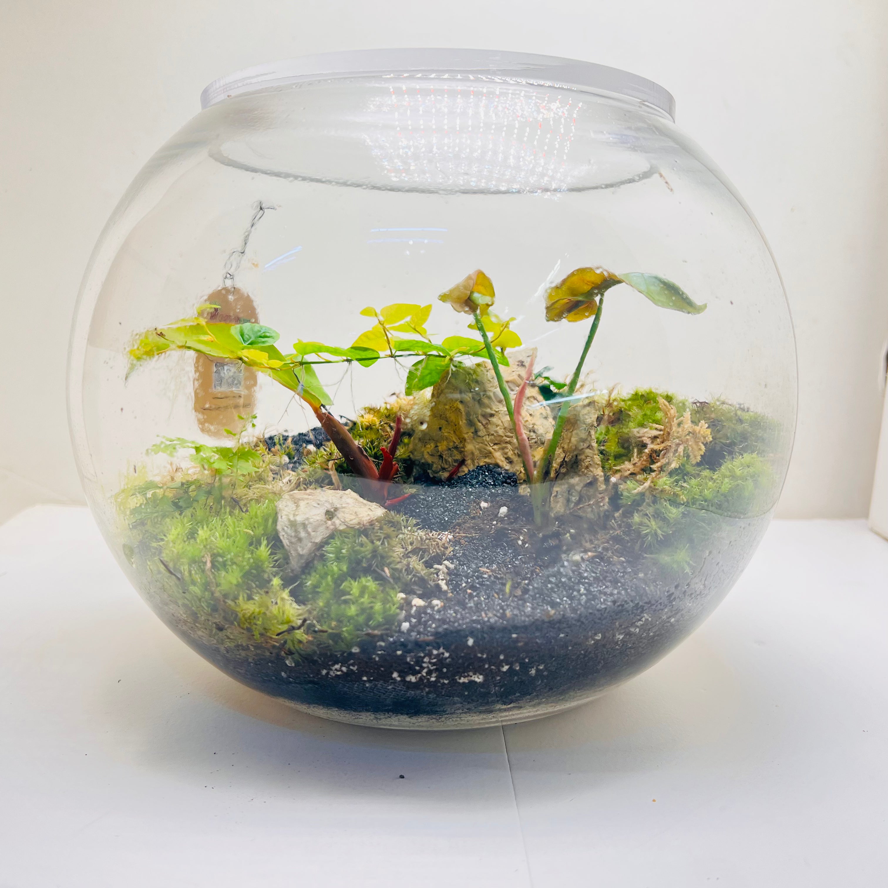 Natural Moss &amp; Red-Green Plant Decor Terrarium by WoodenArt Gifts