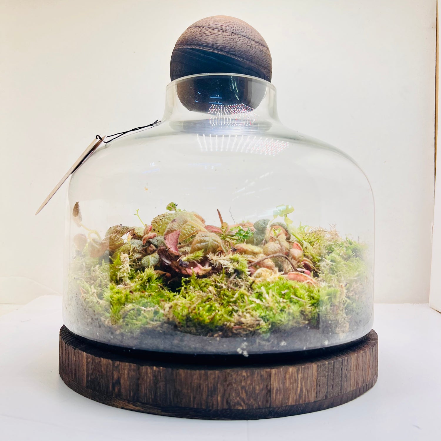 Premium Dome Glass Terrarium with Wooden Lid  Lush Moss &amp; Exotic Plant Ecosystem for Home and Office Decor