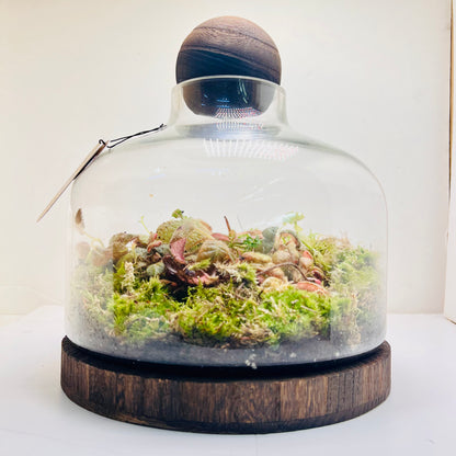 Premium Dome Glass Terrarium with Wooden Lid  Lush Moss &amp; Exotic Plant Ecosystem for Home and Office Decor