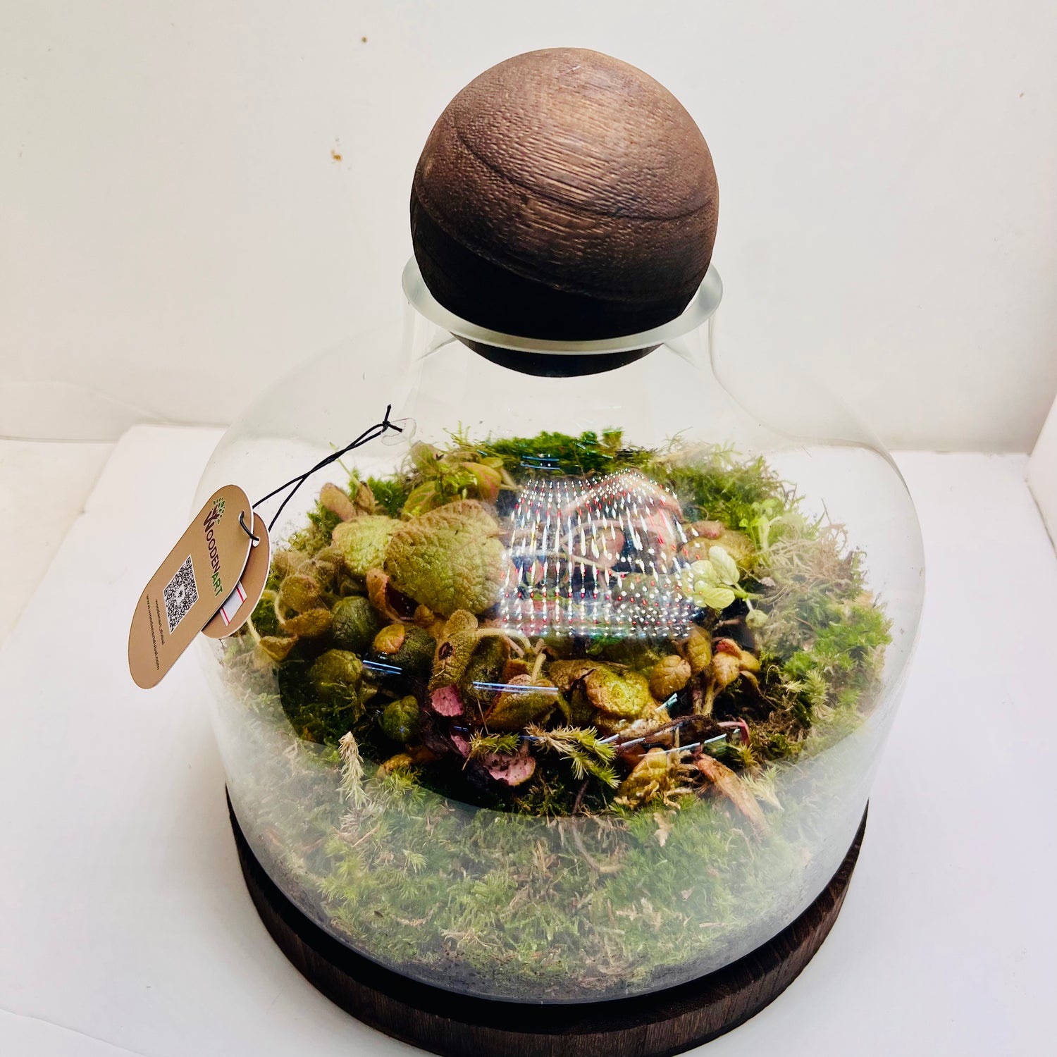 Premium Dome Glass Terrarium with Wooden Lid  Lush Moss &amp; Exotic Plant Ecosystem for Home and Office Decor