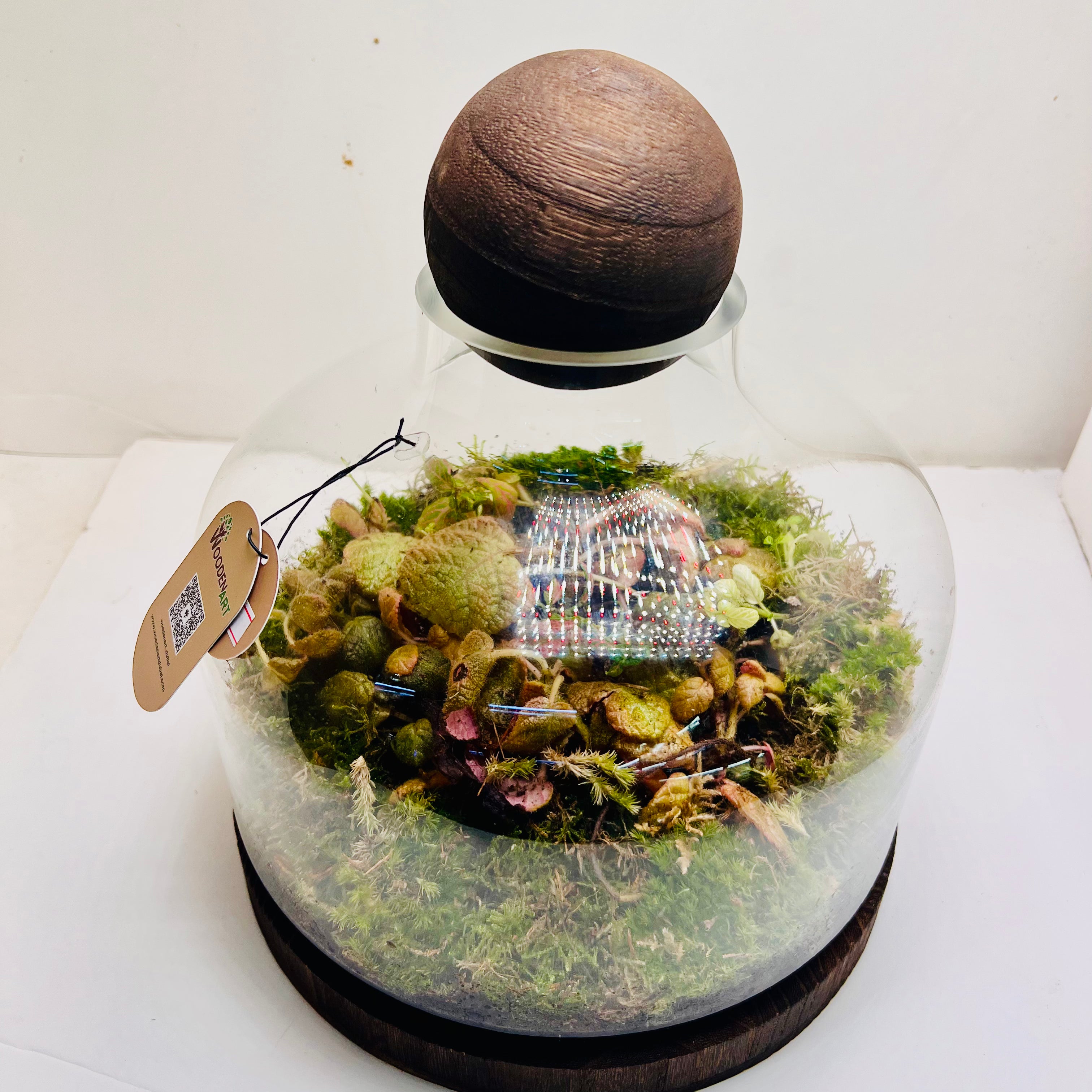 Premium Dome Glass Terrarium with Wooden Lid  Lush Moss &amp; Exotic Plant Ecosystem for Home and Office Decor
