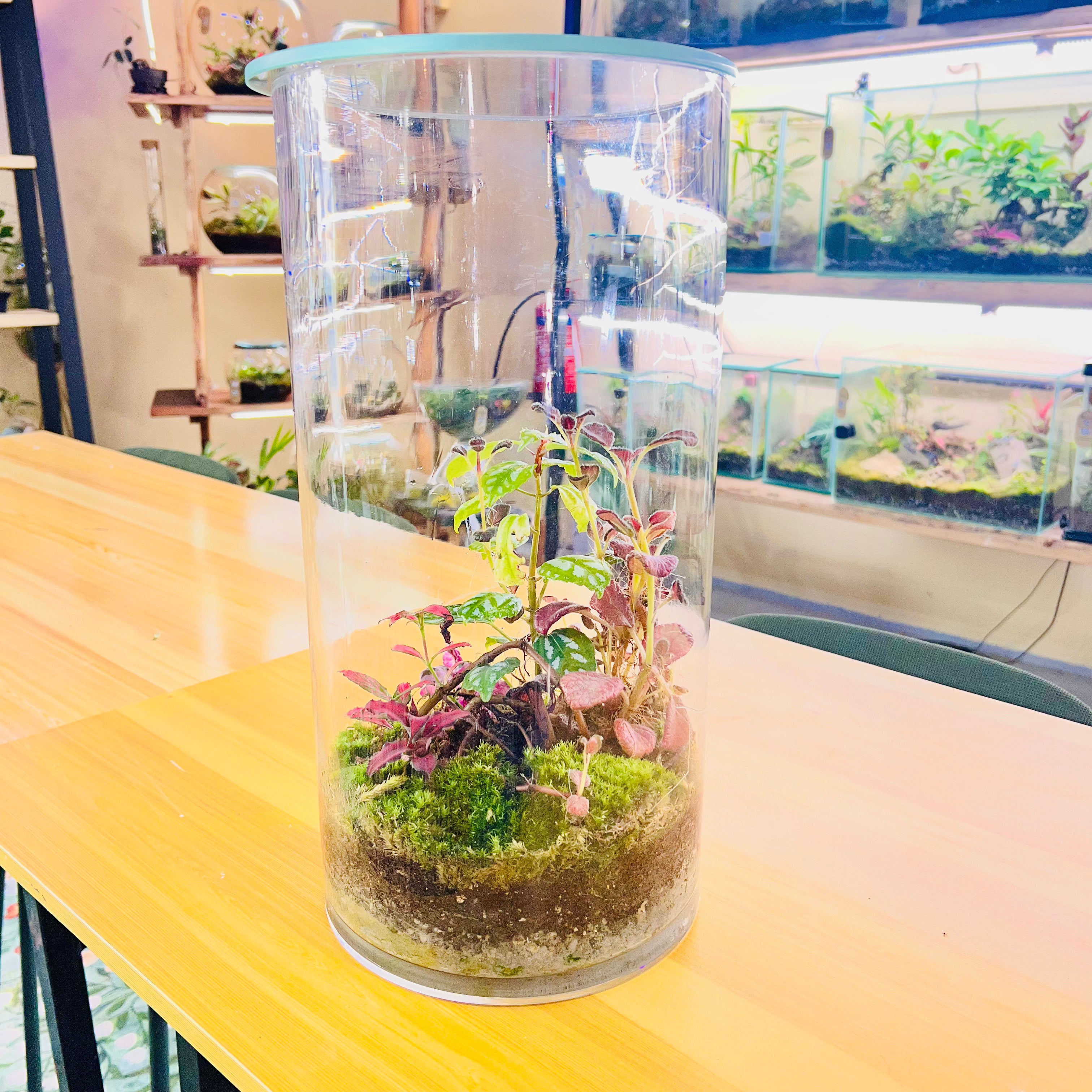 Tall Glass Terrarium Red &amp; Green Harmony Indoor Plant Decor