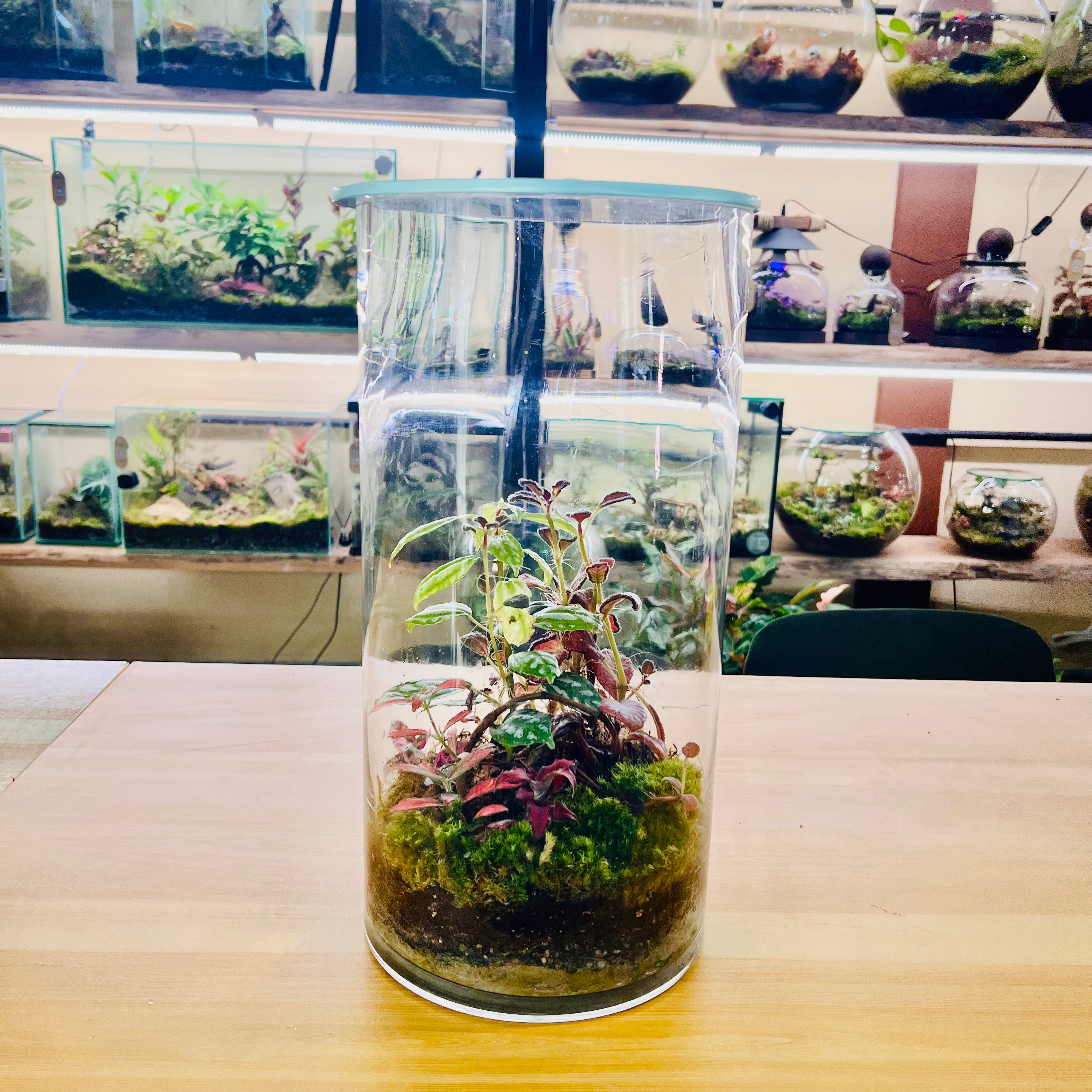 Tall Glass Terrarium Red &amp; Green Harmony Indoor Plant Decor