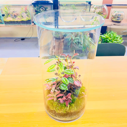 Tall Glass Terrarium Red &amp; Green Harmony Indoor Plant Decor