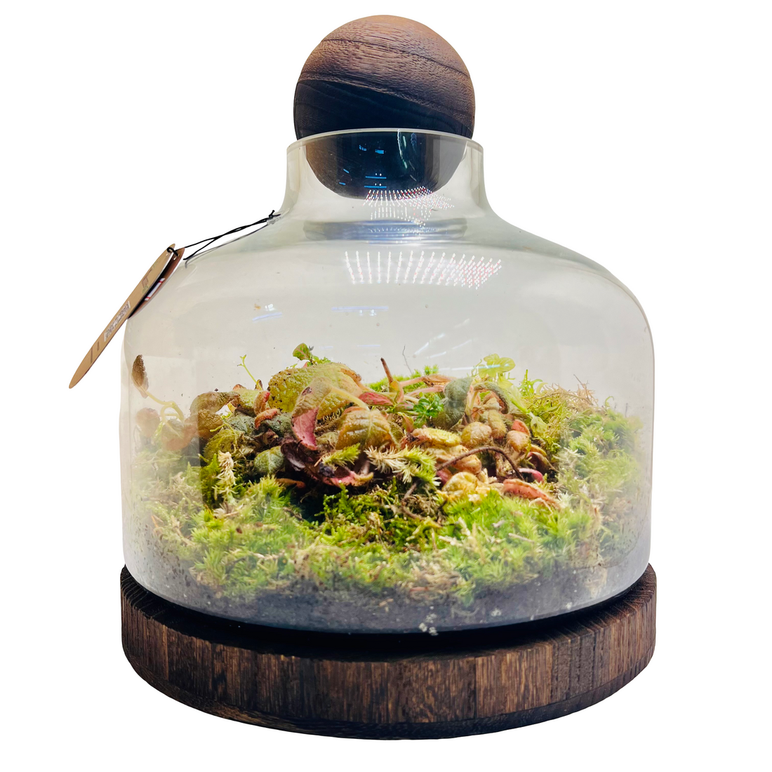 Premium Dome Glass Terrarium with Wooden Lid  Lush Moss &amp; Exotic Plant Ecosystem for Home and Office Decor