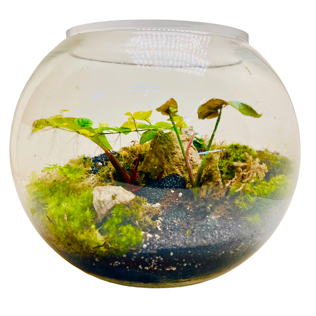 Natural Moss &amp; Red-Green Plant Decor Terrarium by WoodenArt Gifts