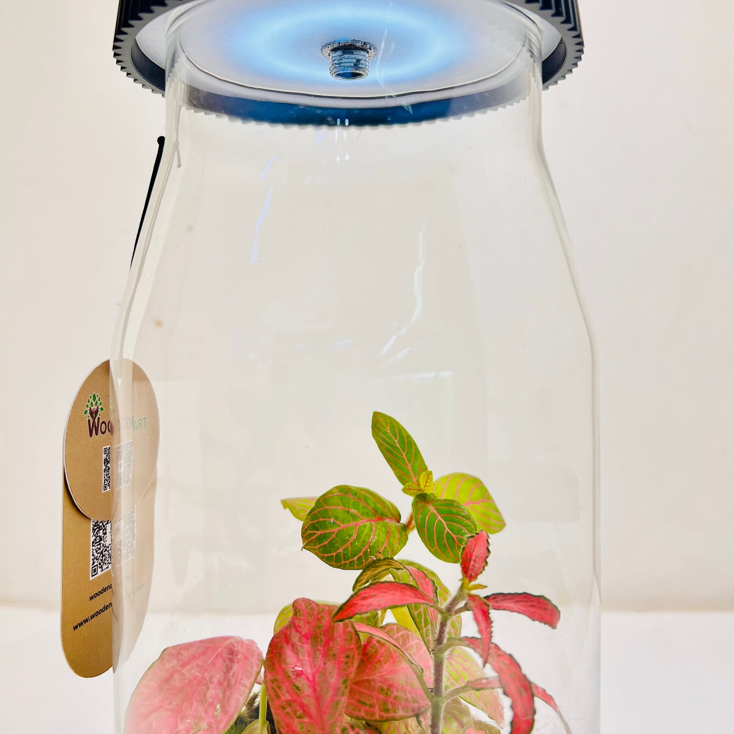 Bottle Terrarium with LED Light Top on The Glass Mini Garden with Red &amp; Green Fittonia |
