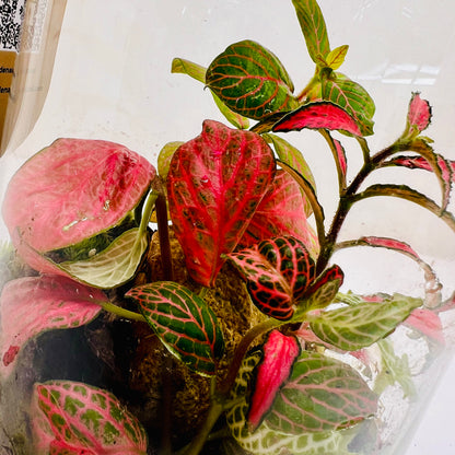 Bottle Terrarium with LED Light Top on The Glass Mini Garden with Red &amp; Green Fittonia |