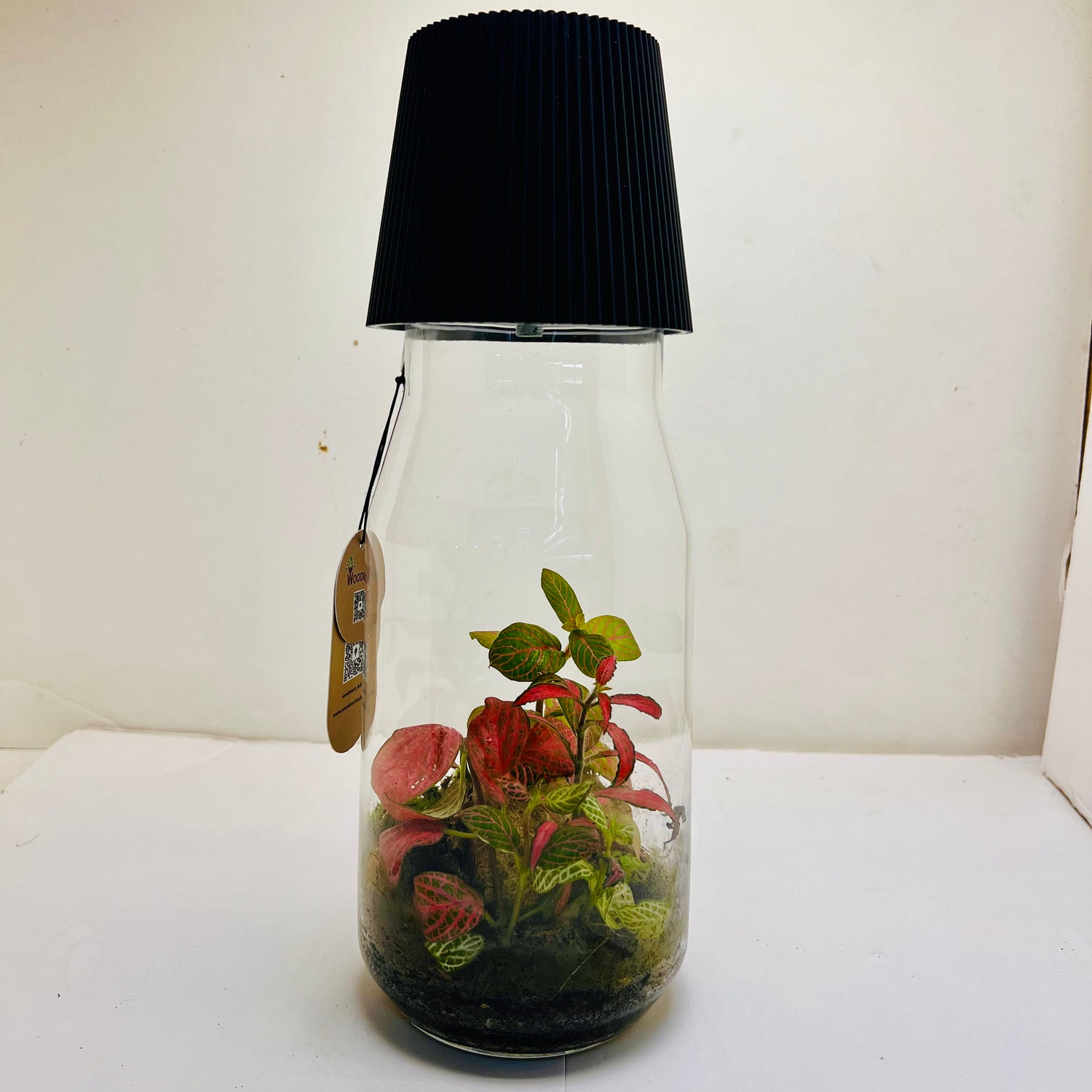 Bottle Terrarium with LED Light Top on The Glass Mini Garden with Red &amp; Green Fittonia |