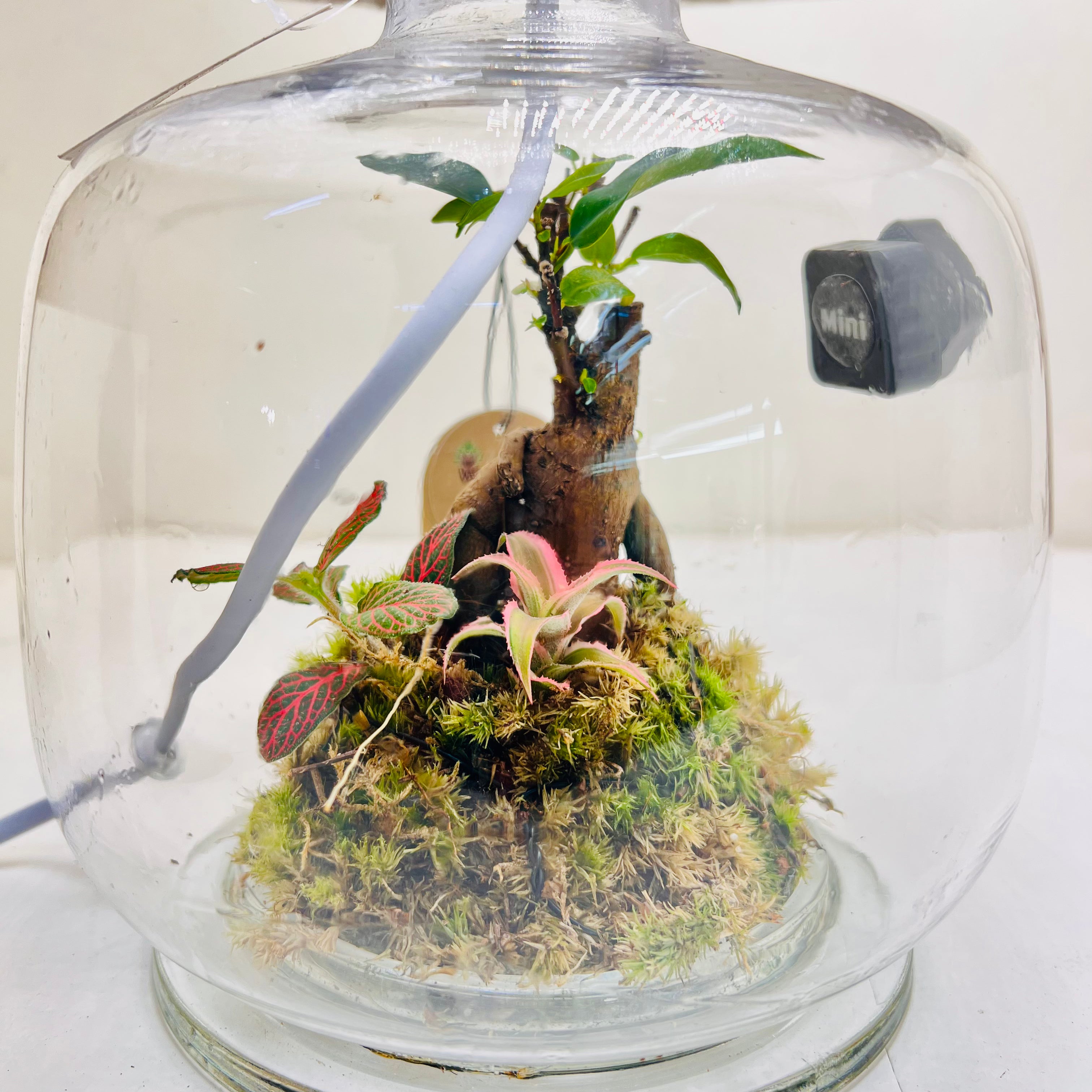 Glass Terrarium Lamp Handcrafted Eco Light with Moss &amp; Bonsai Created by | Wooden Art Dubai