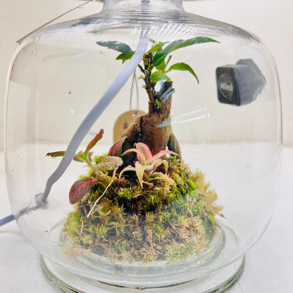 Glass Terrarium Lamp Handcrafted Eco Light with Moss &amp; Bonsai Created by | Wooden Art Dubai