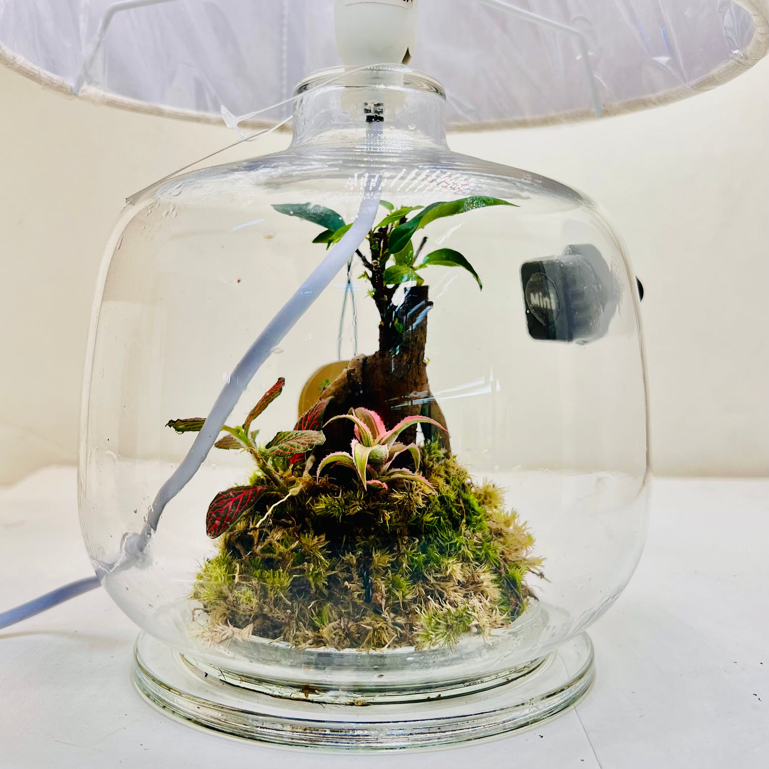 Glass Terrarium Lamp Handcrafted Eco Light with Moss &amp; Bonsai Created by | Wooden Art Dubai