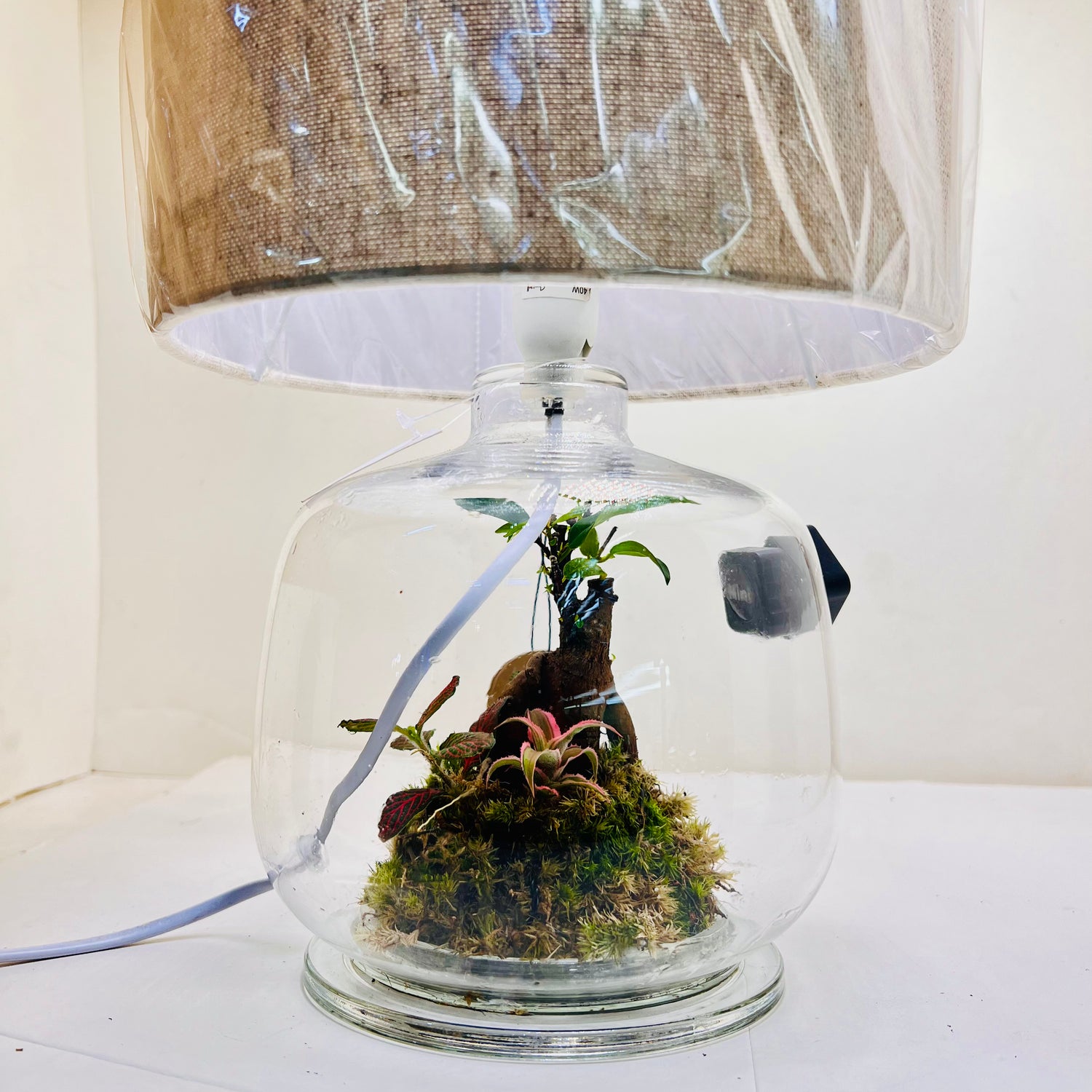 Glass Terrarium Lamp Handcrafted Eco Light with Moss &amp; Bonsai Created by | Wooden Art Dubai