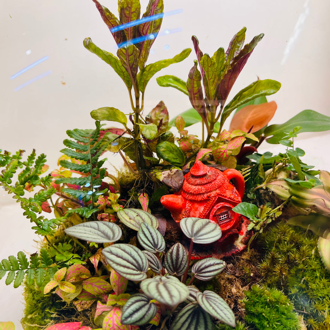 Jungle inside the Glass Bowl Terrarium  Handcrafted Mini Garden with Moss, Fittonia &amp; Red House Décor