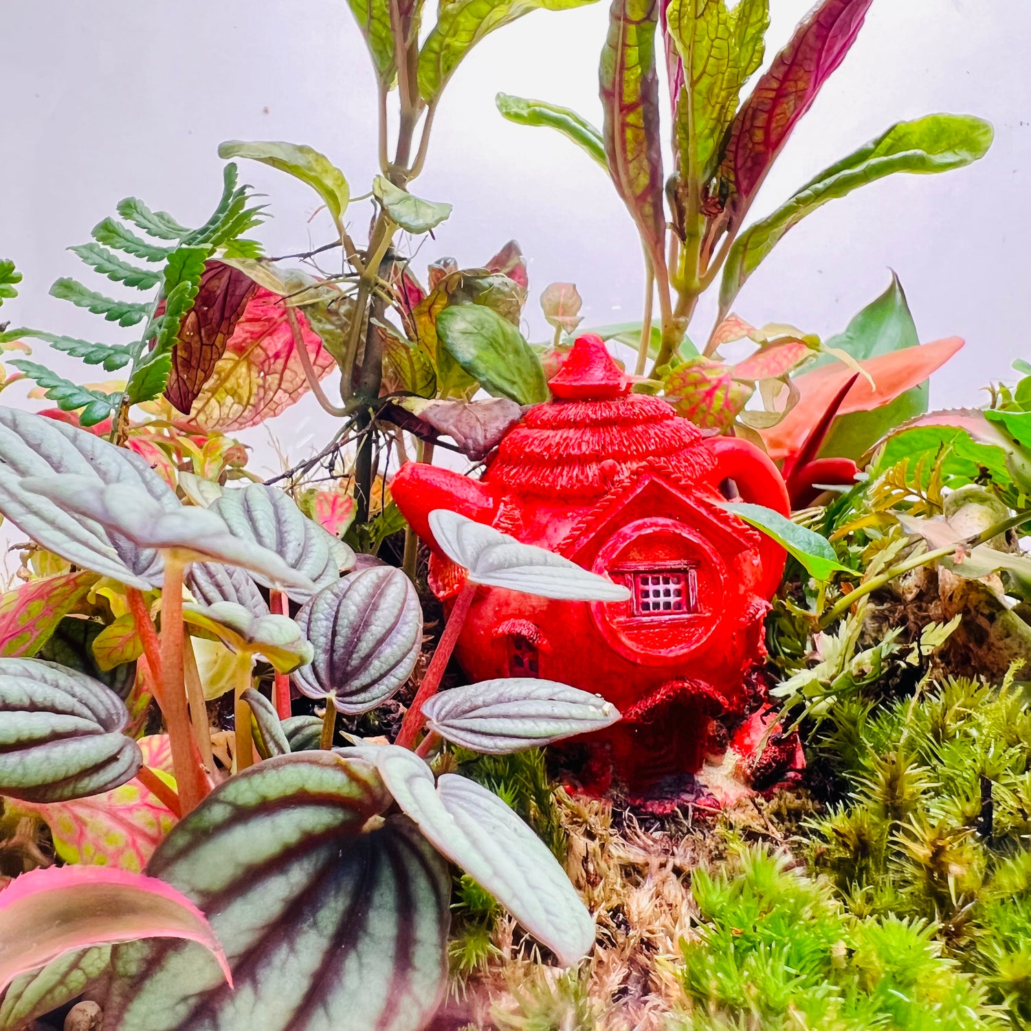 Jungle inside the Glass Bowl Terrarium  Handcrafted Mini Garden with Moss, Fittonia &amp; Red House Décor
