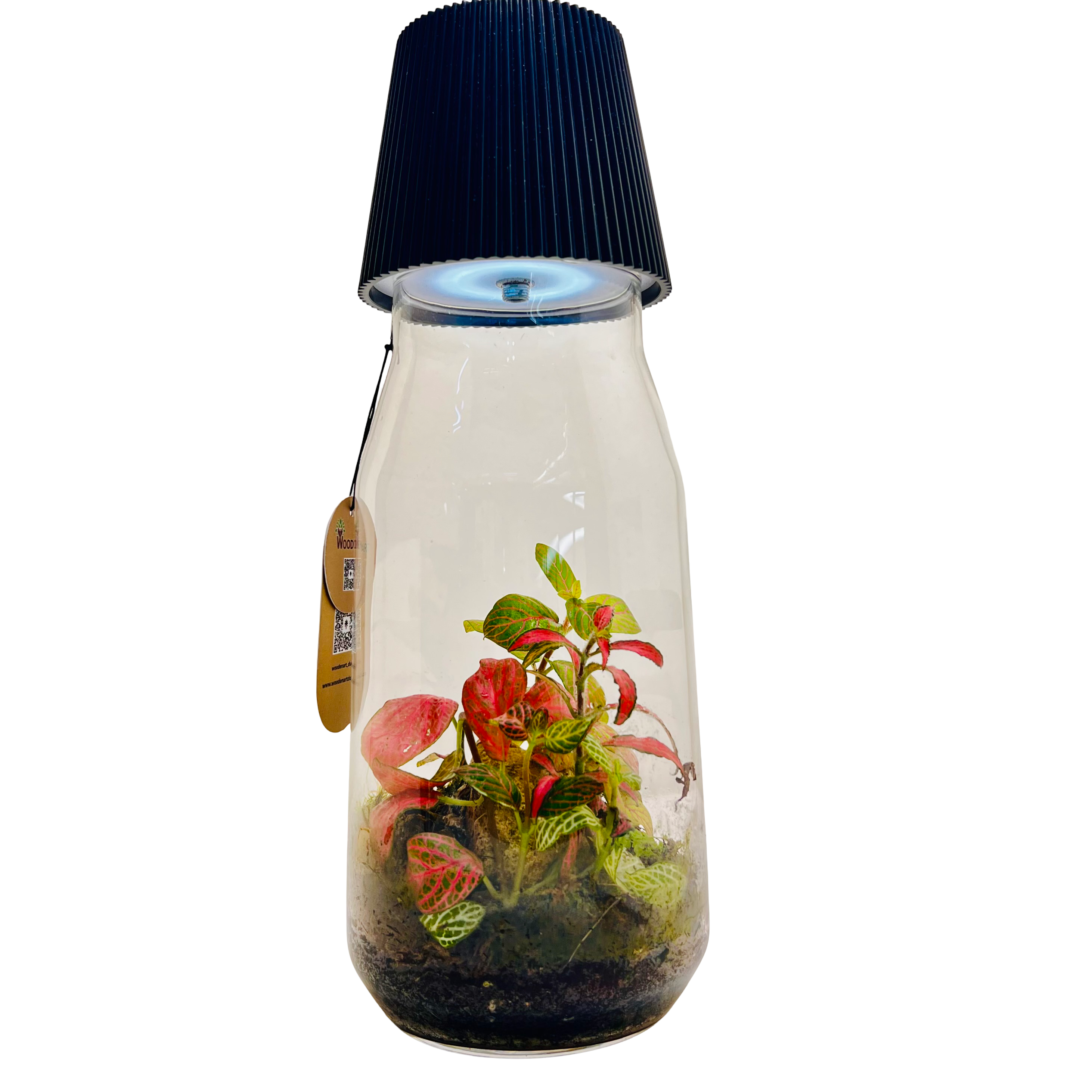 Bottle Terrarium with LED Light Top on The Glass Mini Garden with Red &amp; Green Fittonia |