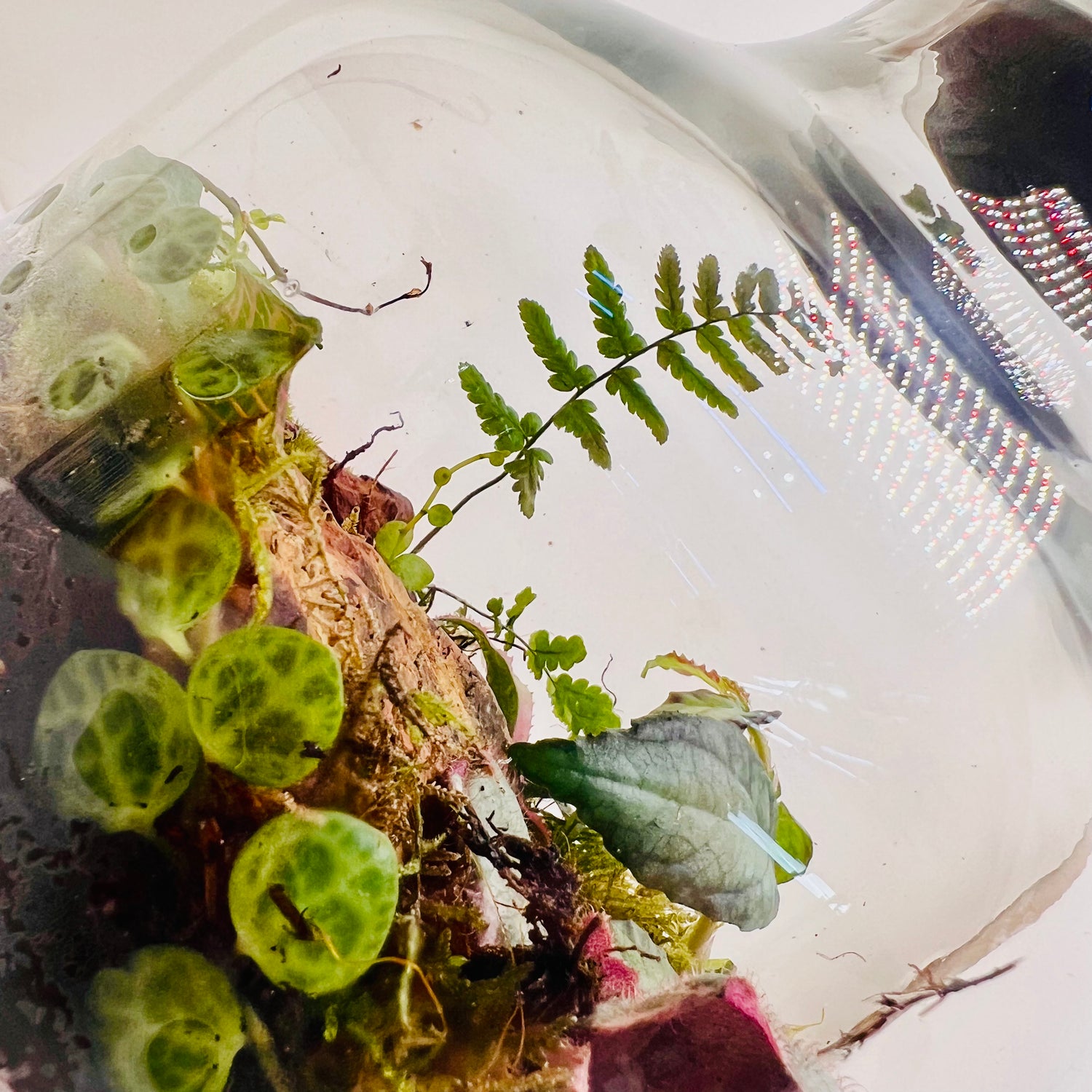 Mini Earth Living Inside This Lovely Terrariume Creted By Wooden Art Gifts