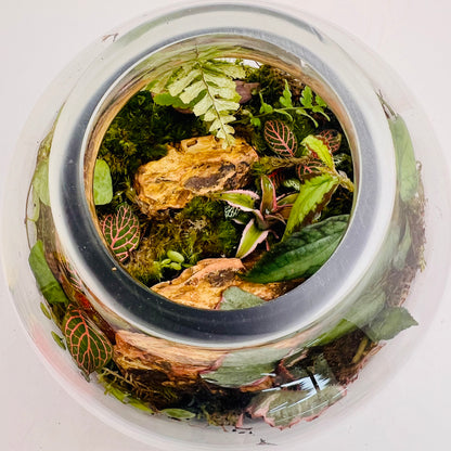 Mini Earth Living Inside This Lovely Terrariume Creted By Wooden Art Gifts