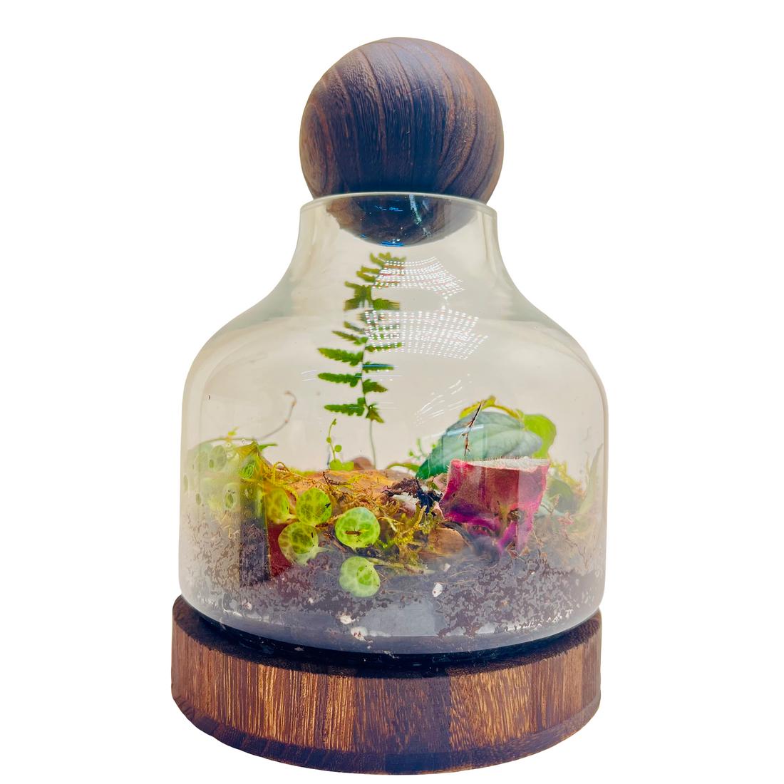 Mini Earth Living Inside This Lovely Terrariume Creted By Wooden Art Gifts