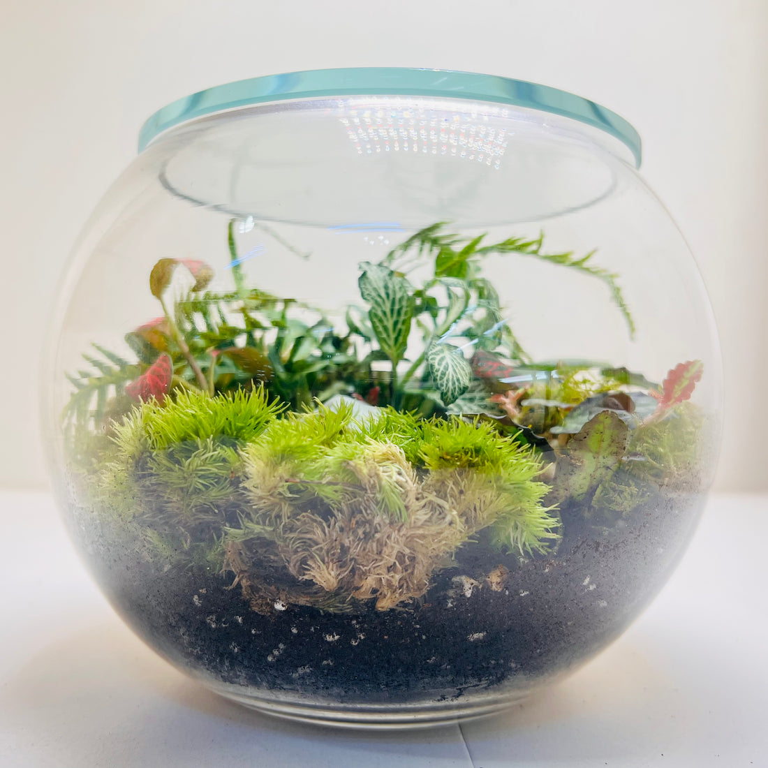 Premium Round Glass Terrarium with Peperomia Moss &amp; Miniature Forest Design