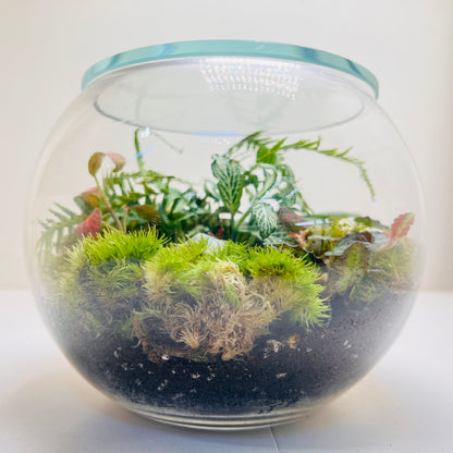 Premium Round Glass Terrarium with Peperomia Moss &amp; Miniature Forest Design