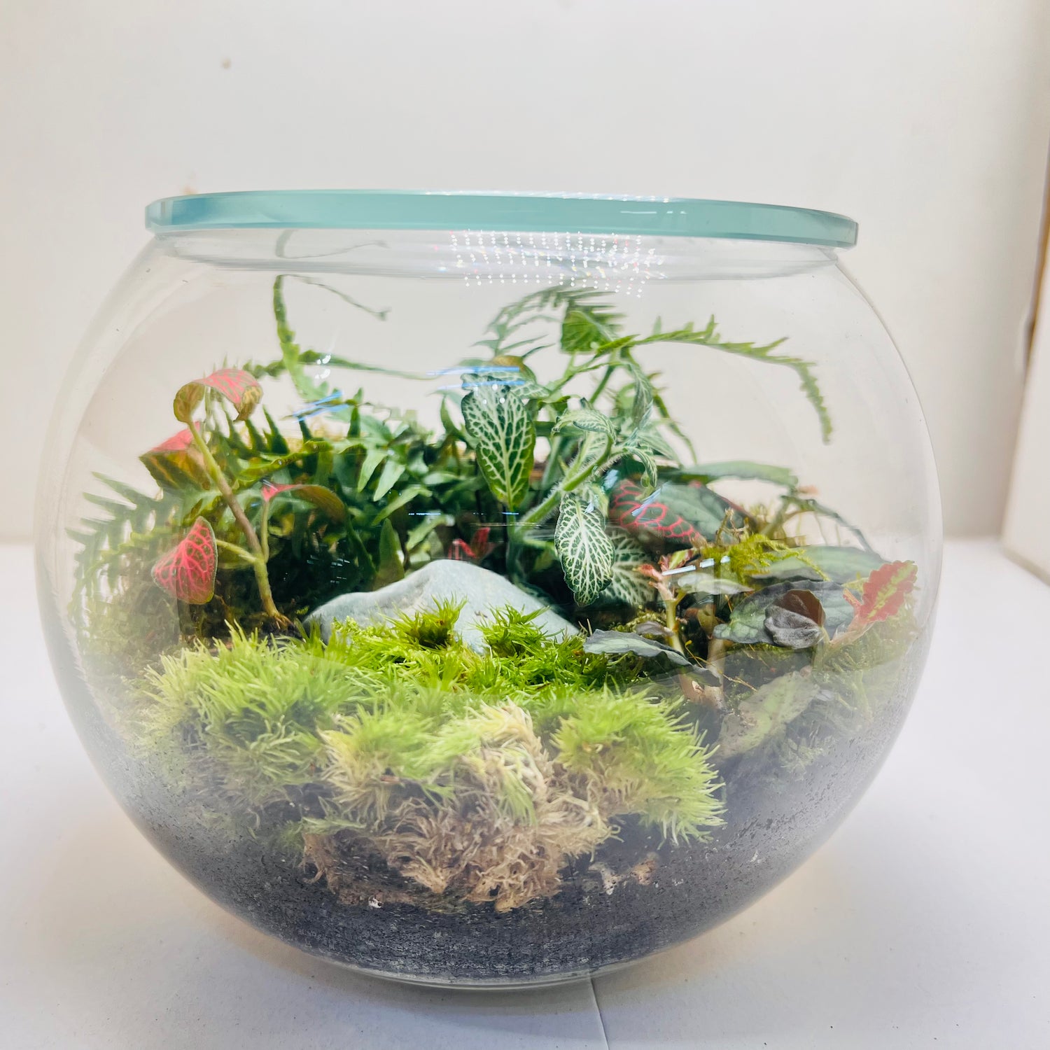 Premium Round Glass Terrarium with Peperomia Moss &amp; Miniature Forest Design