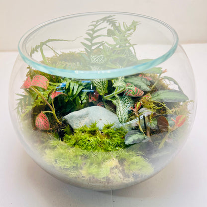 Premium Round Glass Terrarium with Peperomia Moss &amp; Miniature Forest Design